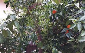 Appartamento B&B Domus Pompei